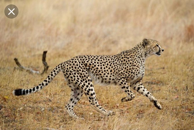 De Wildt Cheetah and Wildlife Centre Private Safari (Private) - Safari Inclusions and Amenities