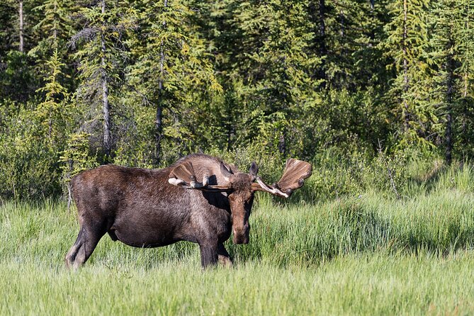 Denali Photo Excursion - Small Group Experiences