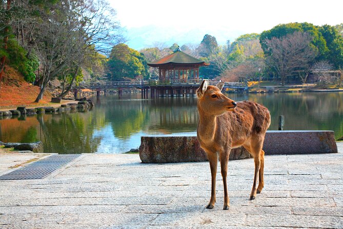 Discover Nara Park, Kyoto Highlights and Fushimi Inari From Osaka - Inclusions