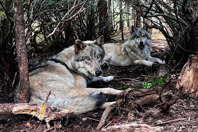 Discover the Beauty of the Wild & Roam in the Spirit of the Wolf - Guided by Knowledgeable Professionals
