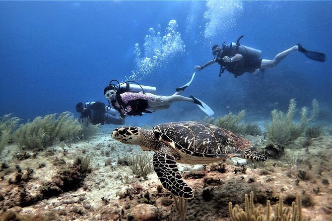 Diving in Cancun Underwater Museum of Art - Pricing and Inclusions