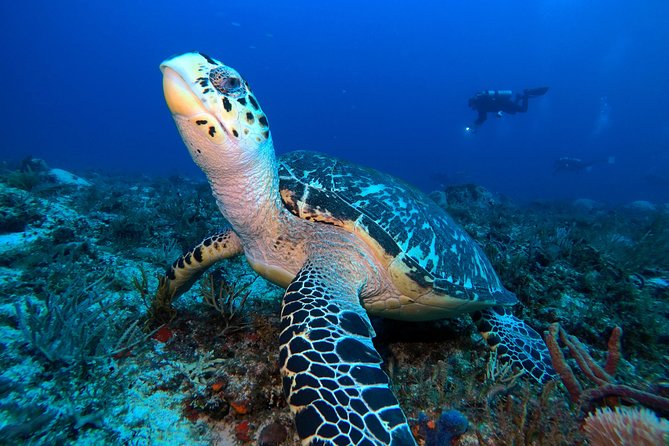 Diving Package Sea and Cenotes - Included Services and Amenities