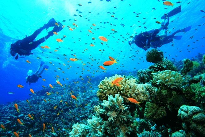 Diving Tour With Lunch - Included Amenities