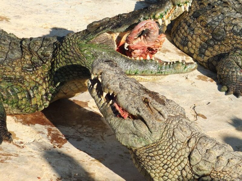 Djerba: Explore Park and Crocodile Farm With Pickup - Park Attractions