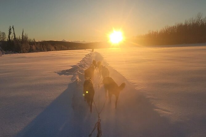 Dogsled Rides - Pricing and Booking