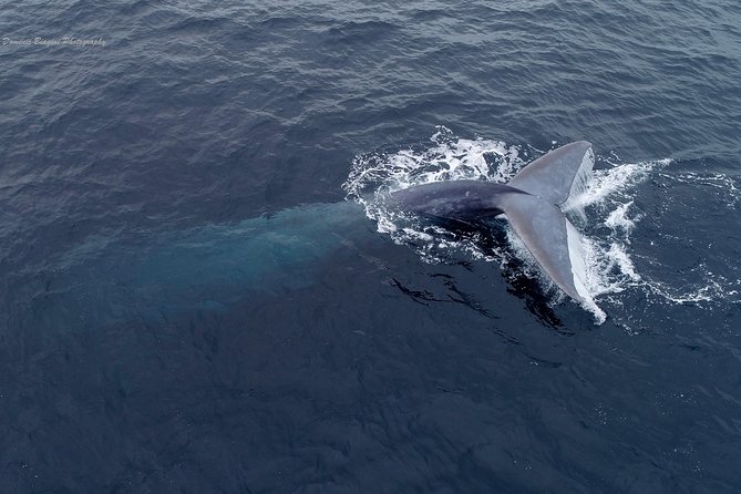 Dolphin and Whale Watching Sunset Cruise - Whats Included