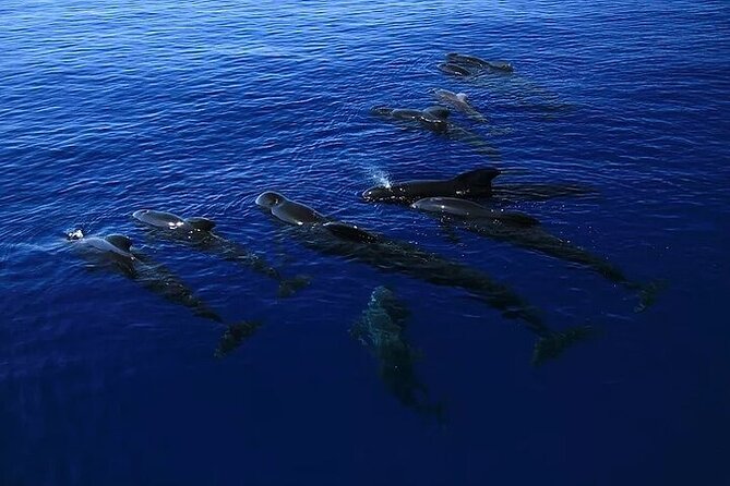 Dolphin, Sea Cave & Captain Cook Snorkel Combo in Kealakekua Bay - Guided Exploration of Kealakekua Bay