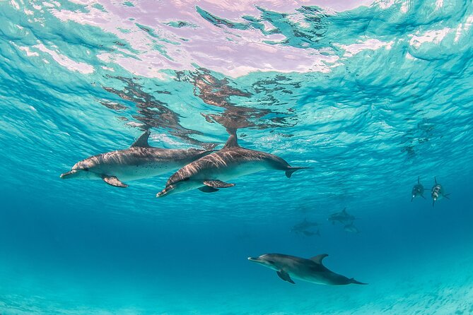 Dolphin Show With Transfer All Fees Included From Hurghada - Accessibility Information