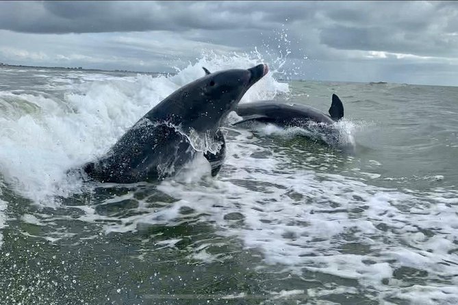 Dolphin Tours - Fort Myers Beach / Naples - Wildlife and Ecosystem Education