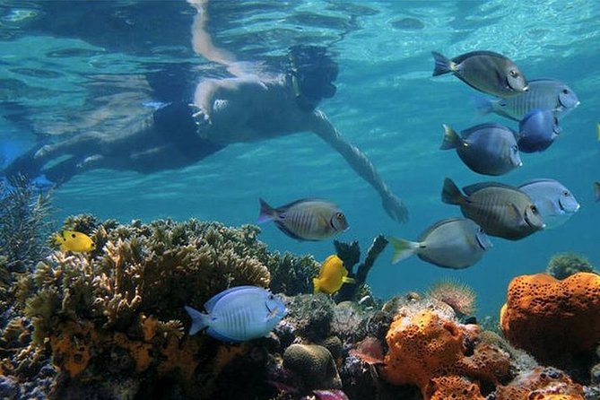 Dolphins and Snorkeling at Mnemba Island Reef - Snacks Included - What to Expect on the Tour
