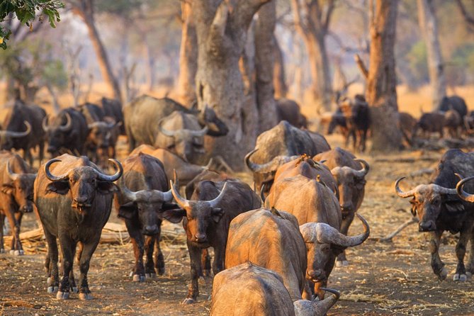 Durban: Big 5 Luxury Safari at an Award Winning Game Reserve — Zeiss Binoculars - Inclusions and Amenities