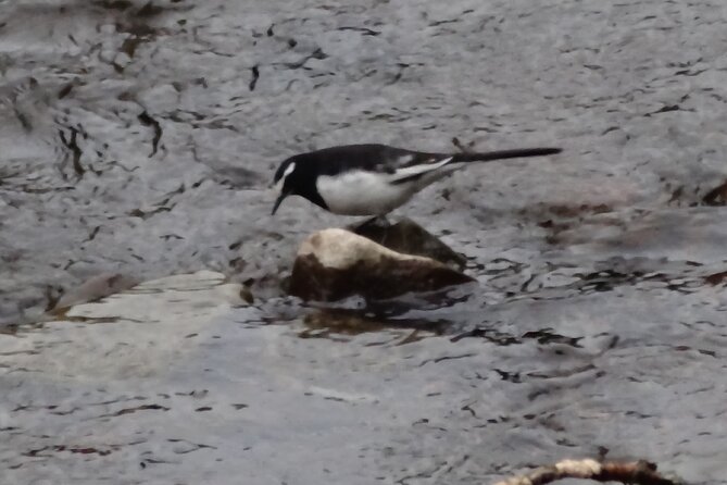 Easygoing Nature Walk in Hakone Tour - Learning About the Local Flora and Fauna