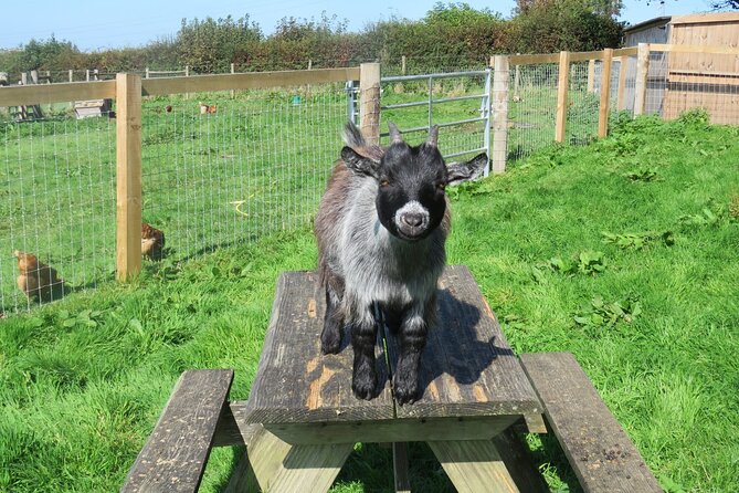 Educational Farm Adventure Tour Review - Meeting and End Points