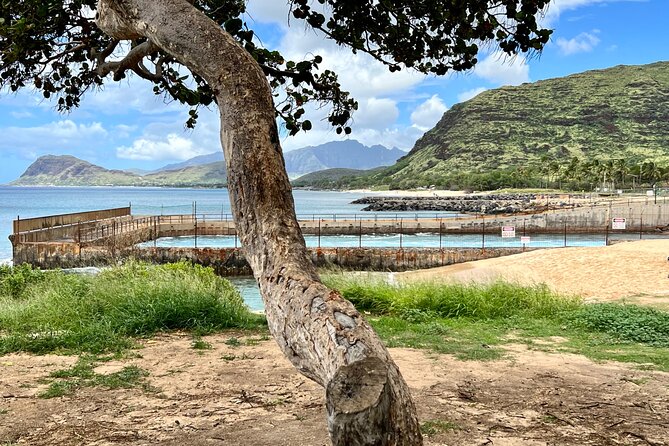 Electric Beach Snorkeling With Dolphins Tour - Accessibility Considerations