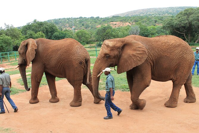 Elephant Sanctuary Tour From Johannesburg - Pickup Details