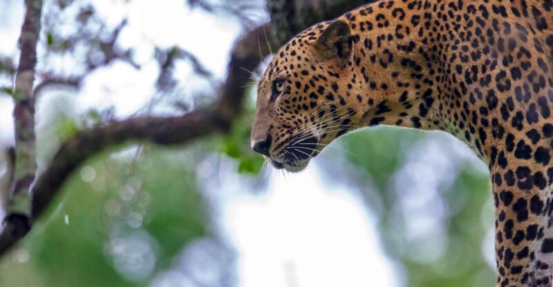 Ella: Transfer to Mirissa/Galle/Hikkaduwa & Yala Safari Tour - Experience Highlights