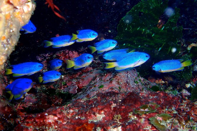 Enjoy Diving in Izu,Discover Scuba Diving for Nondiver. - Inclusions