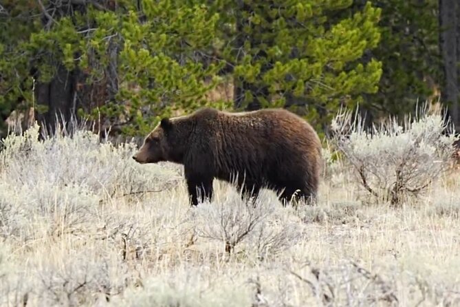 Epic Yellowstone Private Tour - Encounter Yellowstones Diverse Wildlife