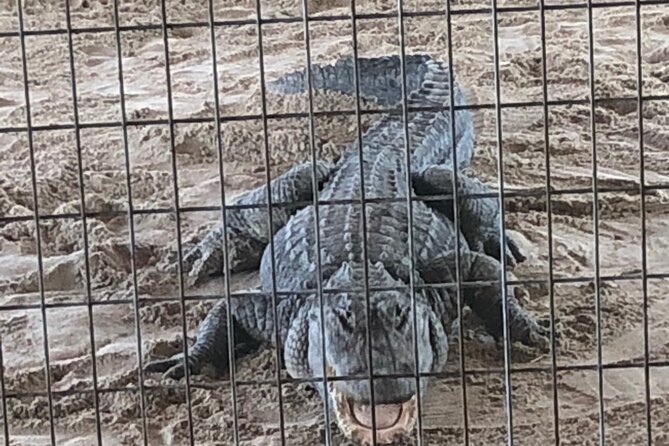 Everglades Alligator Airboat Adventure Review - Meeting and Pickup