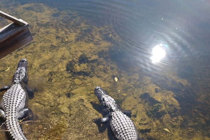 Everglades Eco Airboat Tour With Private Luxury Transportation - Pickup Information and Transportation Details