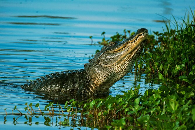 Everglades Tour & 60 Minute Airboat Ride Review - Meeting and Pickup Details