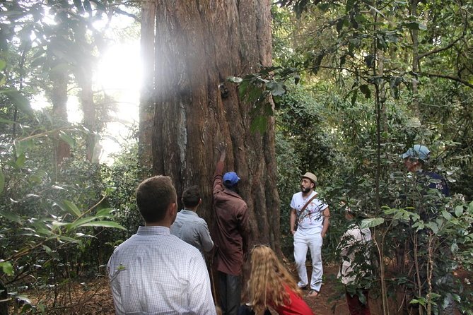 Excursion to Kiambethu Tea Farm - Pickup and Transportation Details