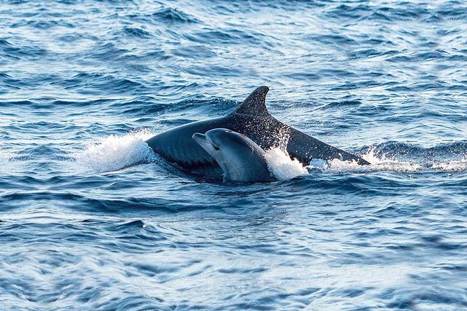 Experience a Sunrise With Dolphins - Itinerary and Tour Details