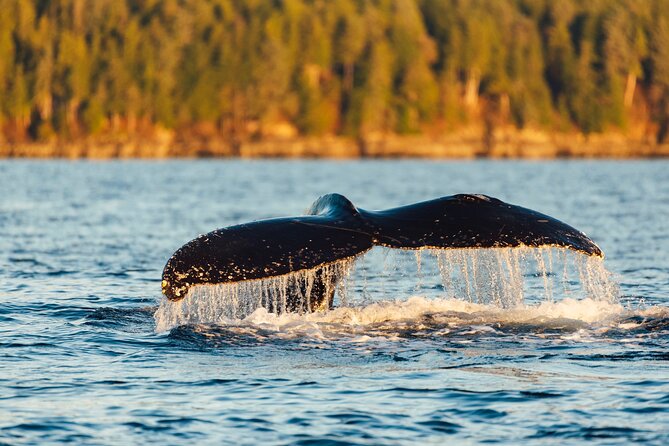 Experience Local Marine Wildlife Tour - Meeting Details