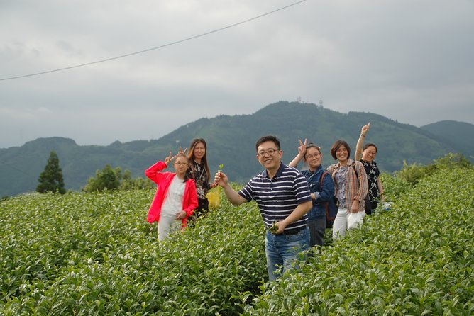 Experience Tea Picking With a Tea Farmer, and Tempura Lunch With Picked Tea Leaves - Tea Rolling Experience