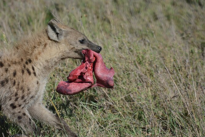 Experience the Masai Mara and the Dancing Masai in 4 Days - Meeting and Pickup Details