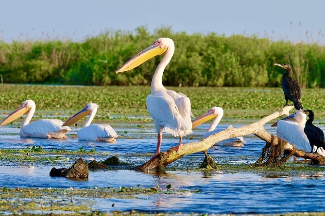 Explore Danube Delta and Black See in 2 Day Private Tour From Bucharest - Flexible Itinerary for Customized Experience