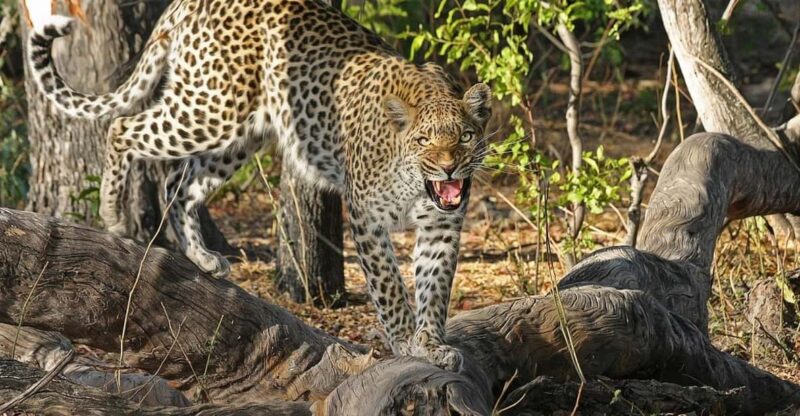 Explore Great Sri Lanka With Tourist Hot Spots in 6 Days - Itinerary Highlights