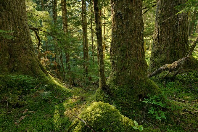 Explore Snoqualmie, Waterfalls and an Ancient Forest - Immerse Yourself in Waterfalls