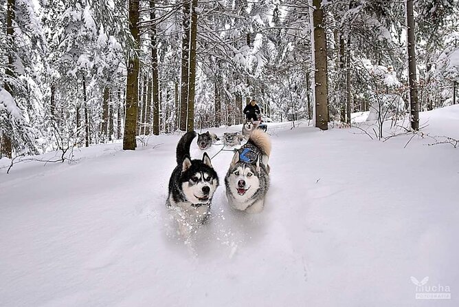 Feel the Magic of Winter With Thrilling Arctic Dog Sled Rides - Immerse in the Winter Wonderland