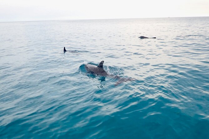 Florida Keys Backcountry Eco Tour From Big Pine Key - Tour Experience and Confirmation