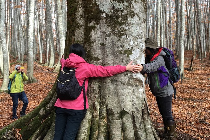 Forest Healing Around the Giant Beech and Katsura Trees - Beech and Katsura Trees: Ancient Giants