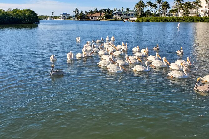 Fort Myers Beach Dolphin & Sightseeing Tour Refreshments Included - Dolphin and Wildlife Sightings