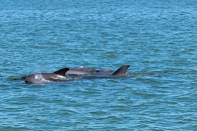 Fort Myers Beach Sightseeing Tour Review - Meeting and Pickup