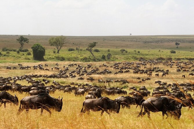 From Arusha : 3 Days Private Safari Tarangire N.P and Serengeti - Pickup and Meeting Details