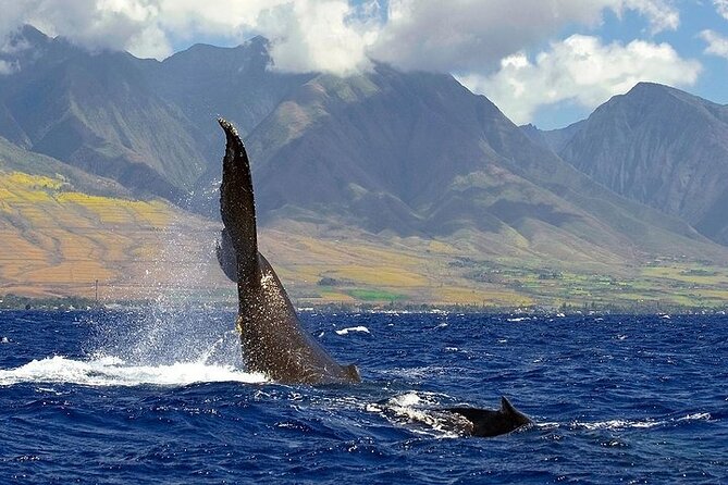 From Maalaea Harbor: Sunset Whale Watch Tour Aboard the Malolo - Meeting and Pickup Details