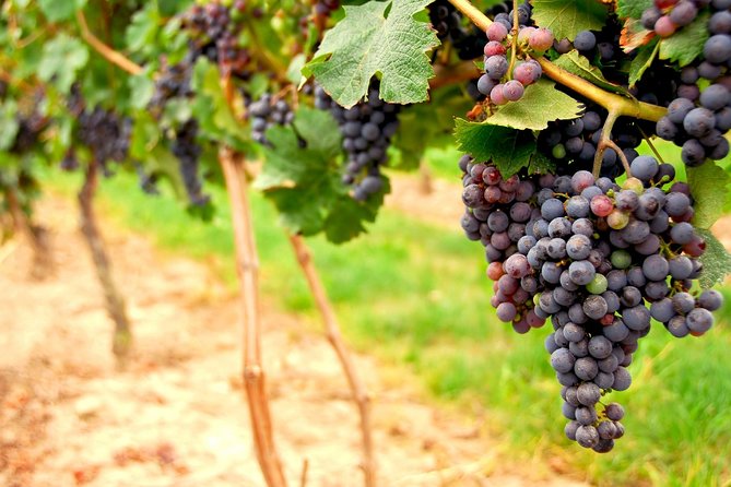 From SF: Napa and Sonoma Valley Wine Experience With 3 Wineries - Meeting Details and Logistics