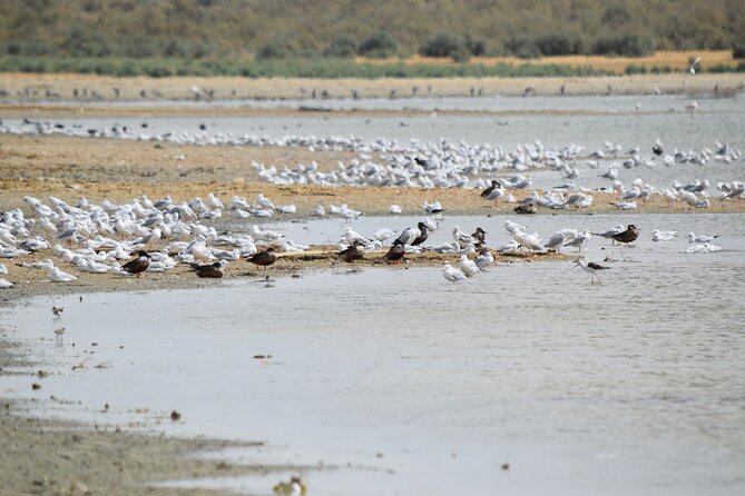 Full-Day Bird Watching Private Experience at Fayoum - Detailed Itinerary