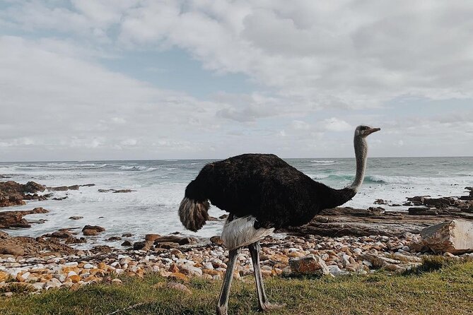 Full Day Cape of Good Hope-Cape Point Group Tour From Cape Town - Conservation Fees Explained