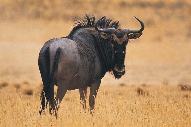 Full Day Durban & Phezulu Safari Park Private Tour From Durban - Pickup Information