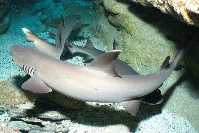 Full Day Guided Boat 2diving in Kerama Islands（License Required） - Meeting and Pickup