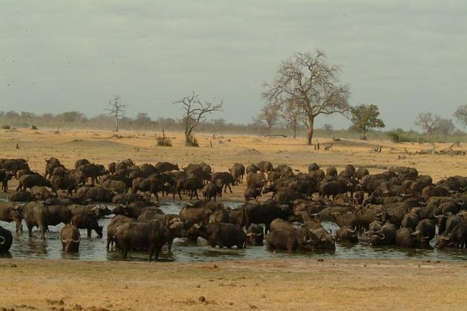 Full-Day Hwange National Park Tour From Victoria Falls - Itinerary Overview