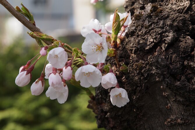 Full-Day Jomon World Heritage Site Tour in Hirosaki Area - Meeting and Pickup Details