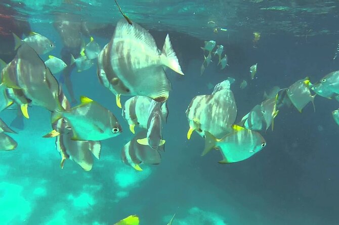 Full Day Reef Safari - St Anne Marine Park Seychelles - Inclusions and Amenities