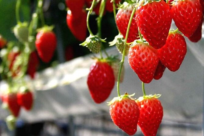 Full Day Tour in Mount Fuji and Oishi Park With Fruit Picking - Meeting and Pickup