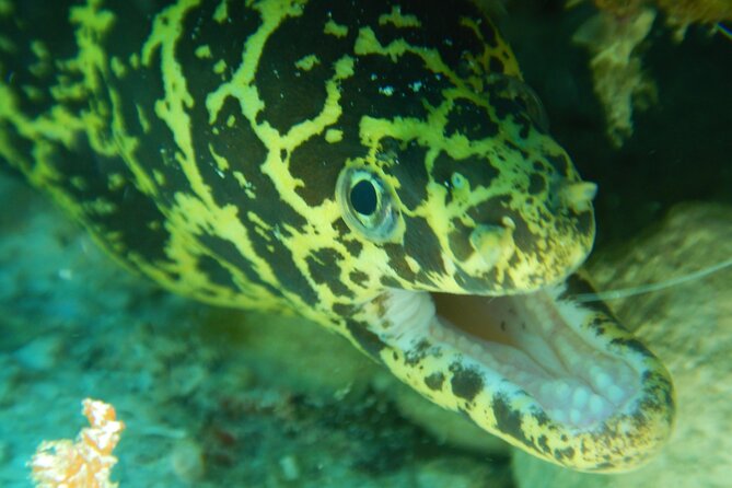 Fun Dives Cozumel South Marine Park - Dive Activity Highlights